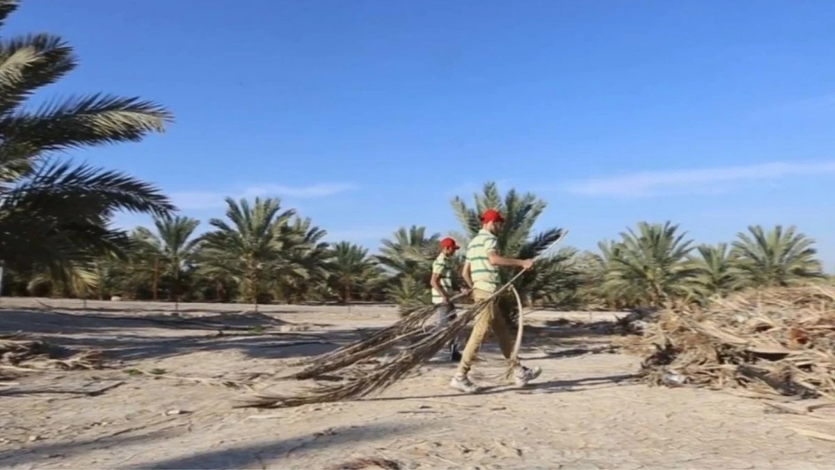 200 مليون نخلة في السعودية تفتح سوقا لصناعة الأخشاب المستدامة