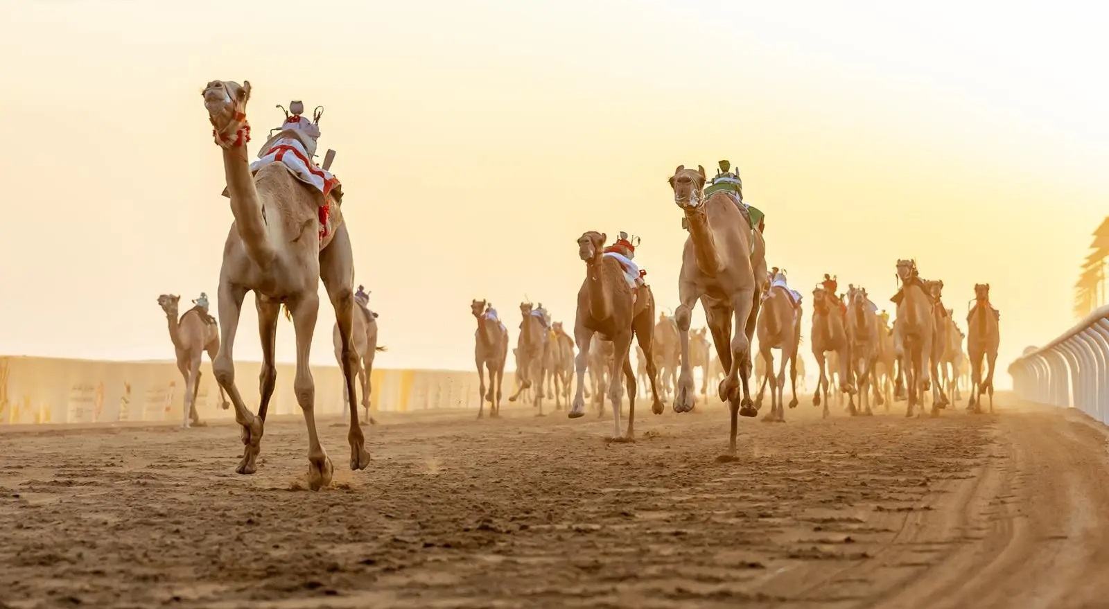 جوائز 6 ملايين ريال.. انطلاق أولى كؤوس مهرجان ولي العهد للهجن 2026 بالطائف