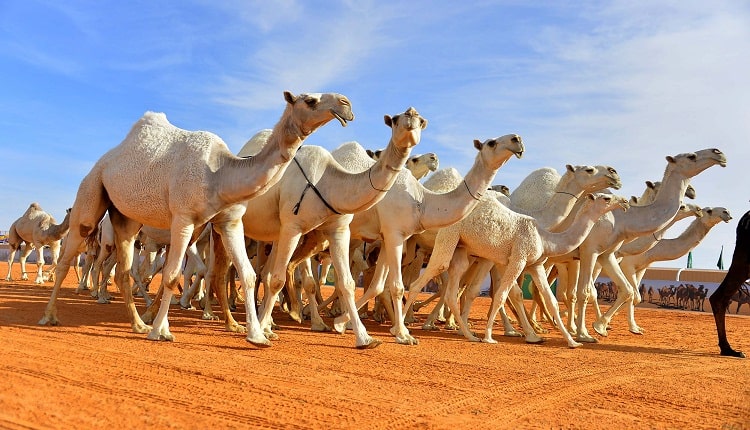 ارتفاع المبيعات 60%.. كيف ينعش مهرجان ولي العهد للهجن اقتصاد الطائف؟