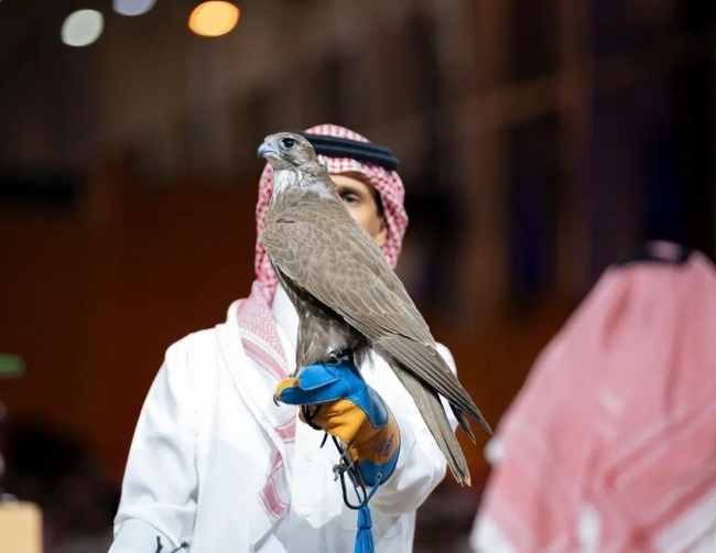 550 ألف ريال حصيلة بيع صقرين في معرض الصقور والصيد بالسعودية